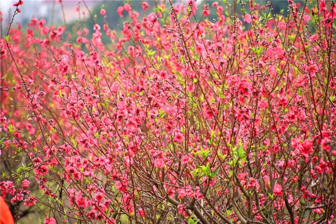 还未脱单?元宵前去东湾村吧,邂逅浪漫!