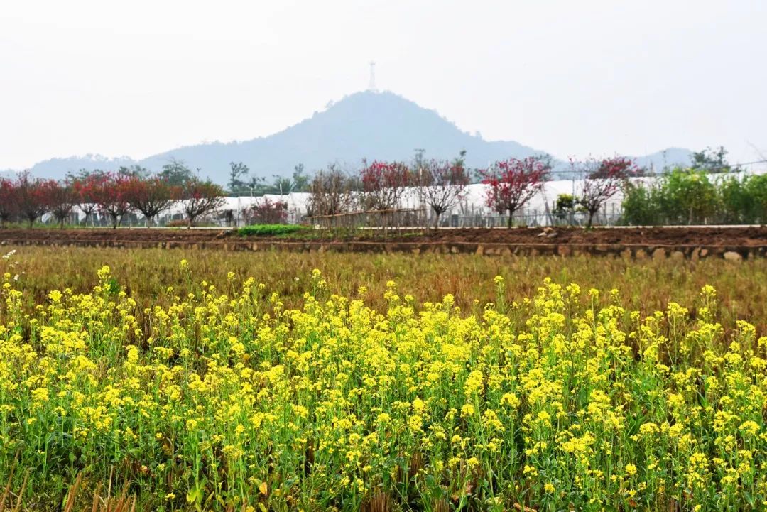 还未脱单?元宵前去东湾村吧,邂逅浪漫!