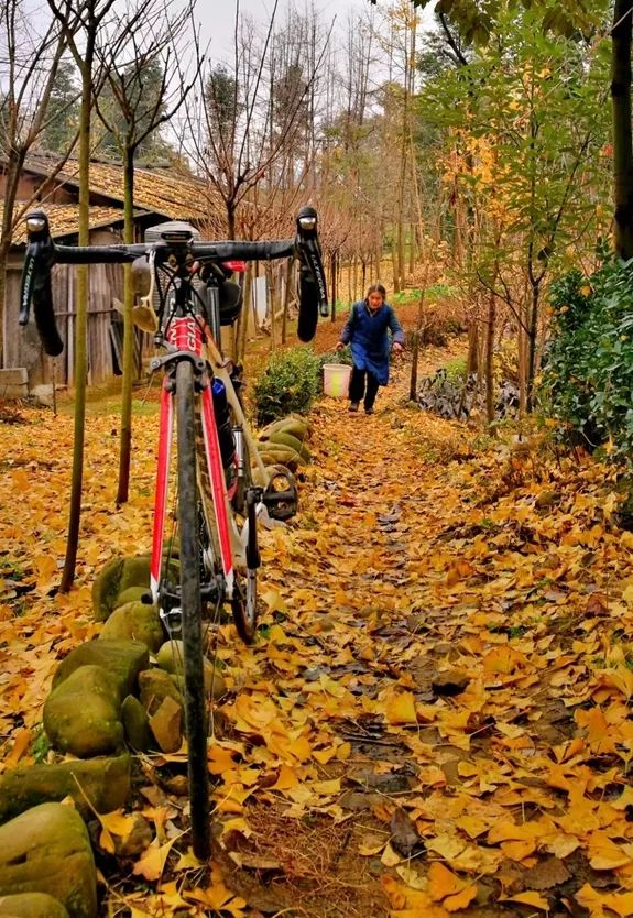 「爱上这座城」满地尽带“黄金甲”的崇州，会是怎样的惊艳？