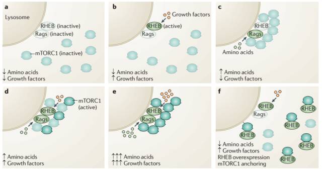 mTOR通路对于代谢调控的一点微小贡献