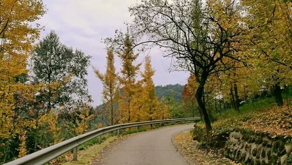 「爱上这座城」满地尽带“黄金甲”的崇州，会是怎样的惊艳？