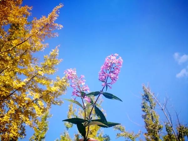 「爱上这座城」满地尽带“黄金甲”的崇州，会是怎样的惊艳？