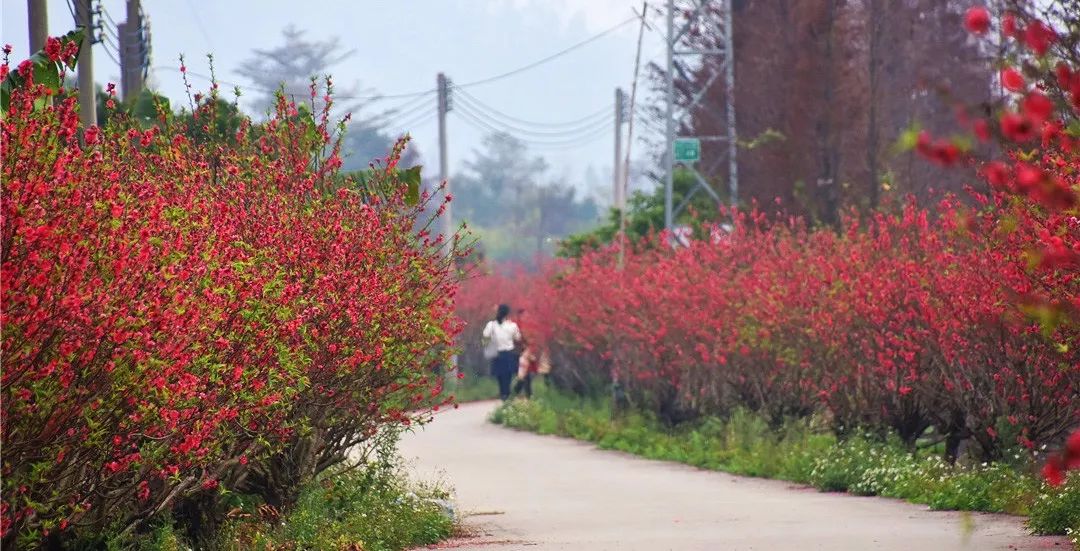 还未脱单?元宵前去东湾村吧,邂逅浪漫!