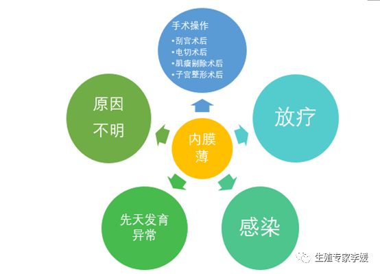 子宫内膜薄吃什么食物,子宫内膜薄是什么意思