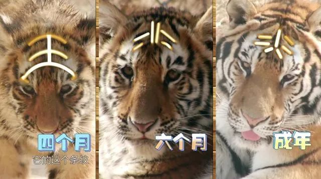 是不是只有东北虎有王字,为什么东北虎头上有王字