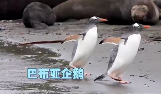 是不是只有东北虎有王字,为什么东北虎头上有王字