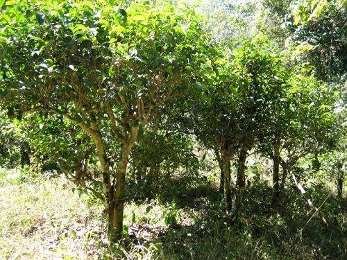 景福镇公平村茶叶,景东县公平村