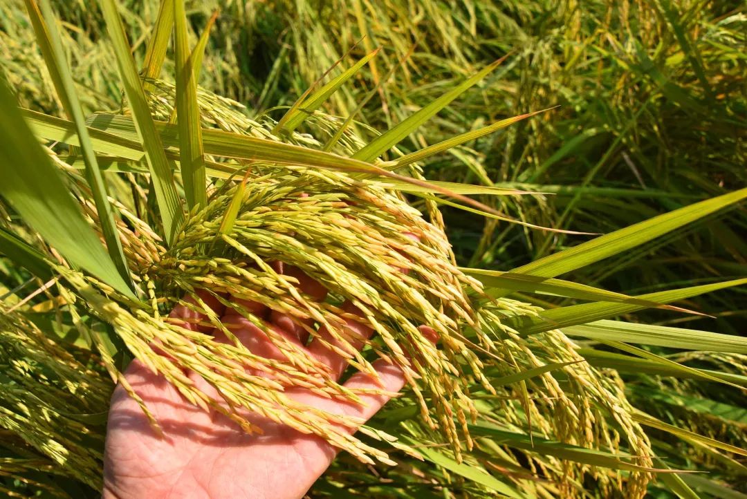 还未脱单?元宵前去东湾村吧,邂逅浪漫!