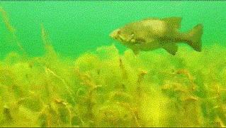 路亚黑坑鲈鱼最佳上岸方法,春季路亚海鲈鱼技巧