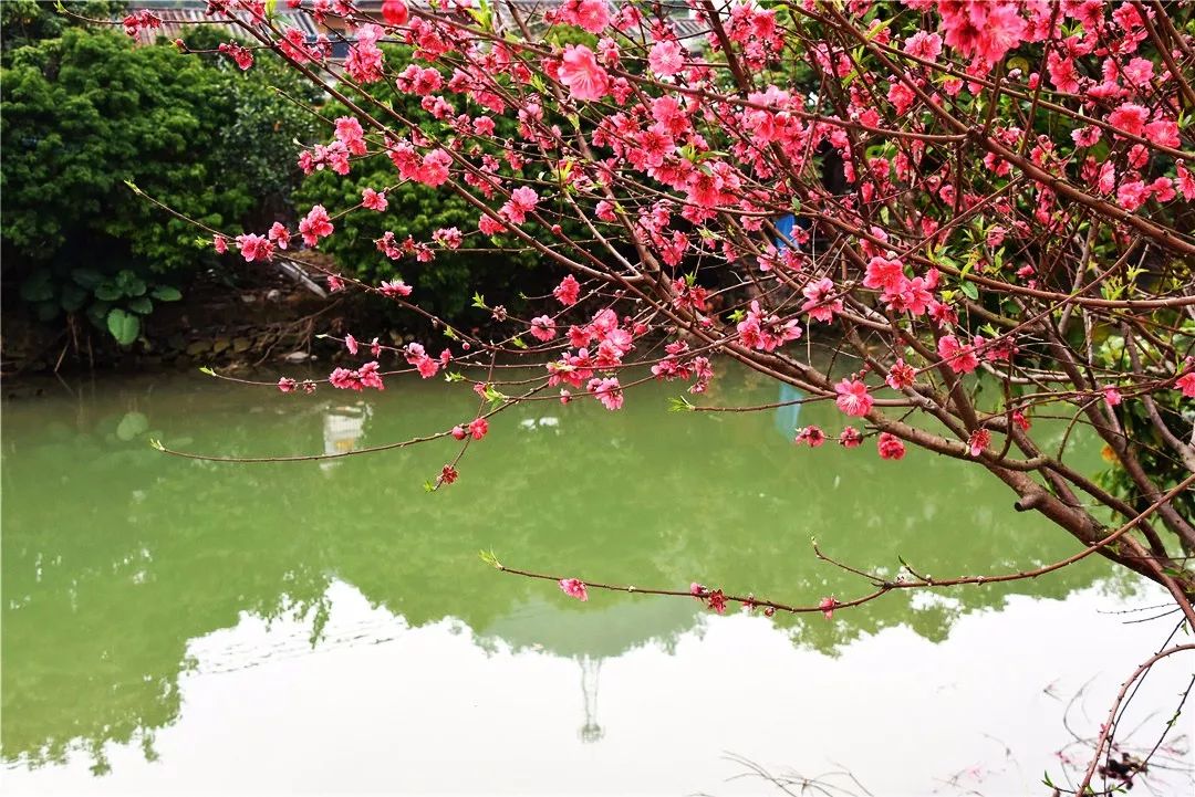 还未脱单?元宵前去东湾村吧,邂逅浪漫!