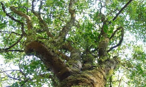 景东景福金鸡林茶怎么样,景东县景福镇怎么样