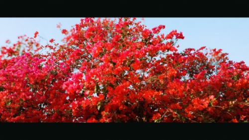 古风摄影大触遇到美图T8s手机演绎唯美绝艳COS大片