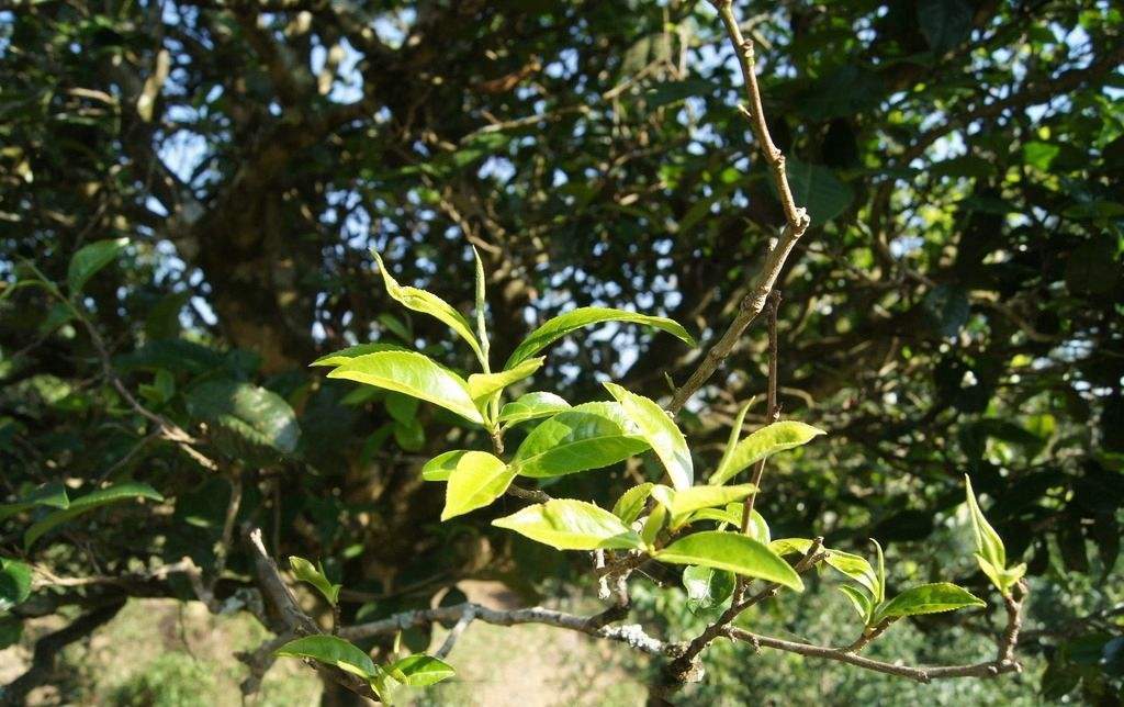 景东凤冠山古树茶,景东县景福镇怎么样