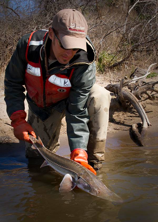 顶级鱼子酱是什么鱼产出来的,世界顶级鱼子酱到底是什么滋味