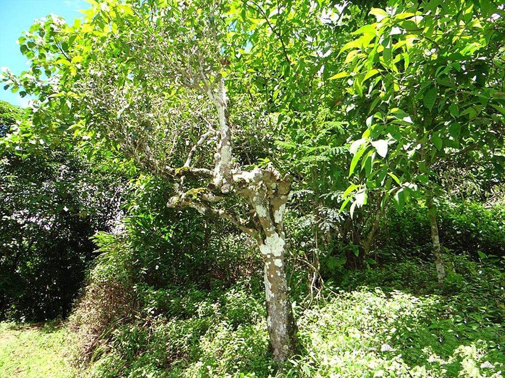 公平村六堡茶,公平村茶