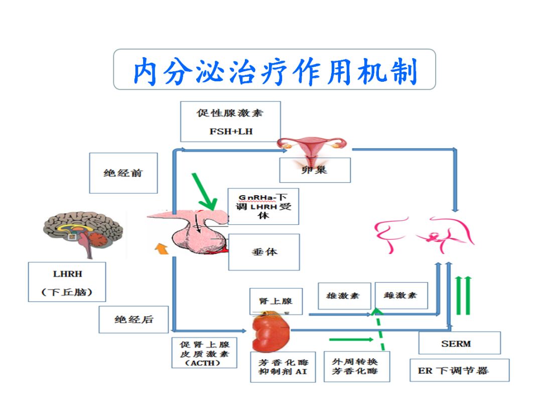 乳腺癌讲座直播,乳腺癌内分泌治愈视频讲座