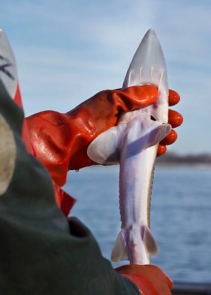顶级鱼子酱是什么鱼产出来的,世界顶级鱼子酱到底是什么滋味