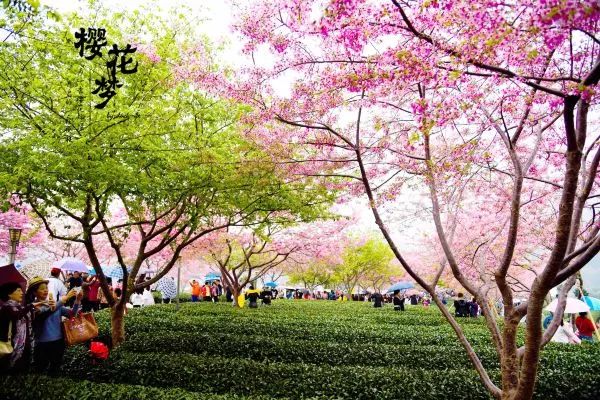 樱花梦日语,永福樱花之旅