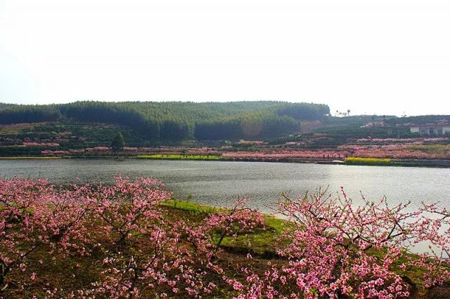 广济桃花几月开始,2020广济桃花开了吗