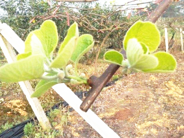 猕猴桃幼树夏季怎么管理,猕猴桃秋季连阴雨后管理