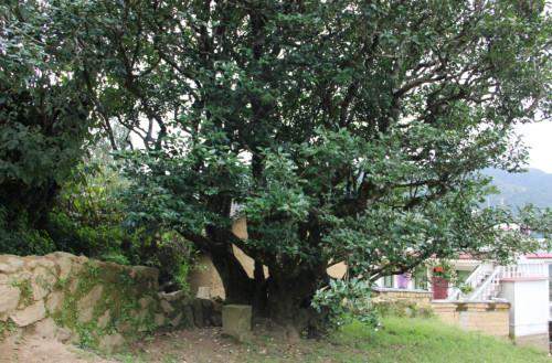 景东景福茶叶,景东县景福镇怎么样