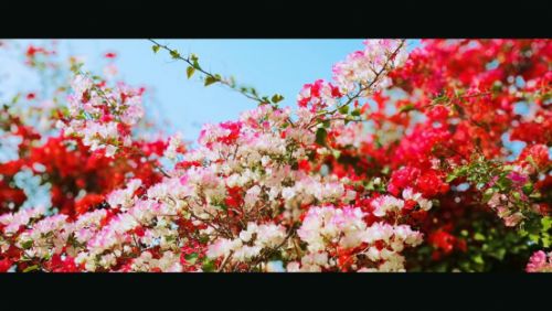 古风摄影大触遇到美图T8s手机演绎唯美绝艳COS大片