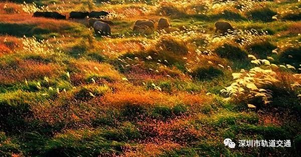 深圳高铁最佳路线图,深圳高铁沿途风景视频