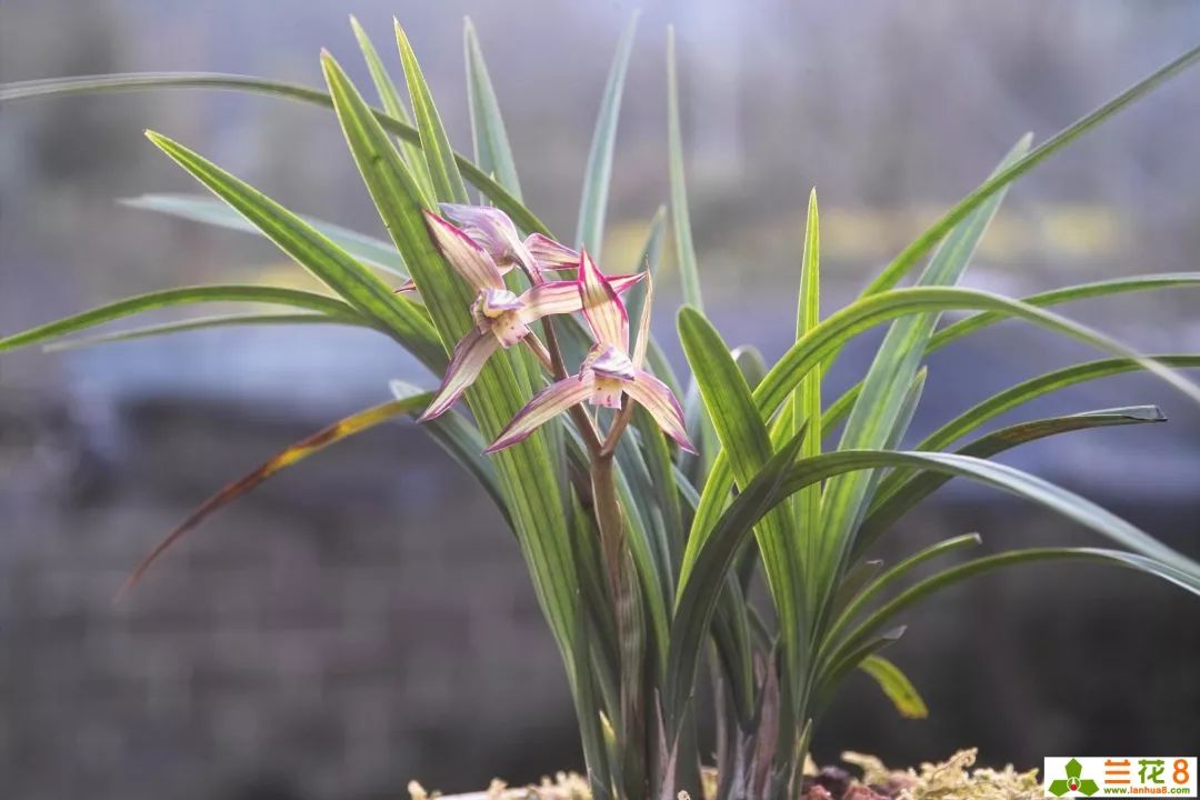 兰花花苞病虫害防治,兰花病虫害防治三种方法