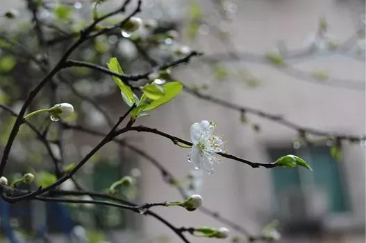 今日惊蛰各时节,今日惊蛰节气解释