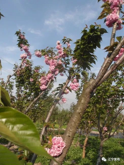 樱花开了！该寻觅浪漫了！请收好这份赏樱地图！
