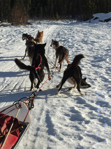 北极5天4晚旅游攻略,美国阿拉斯加6日游