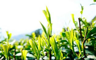 韩国代购现在还行吗,现在还有韩国代购吗