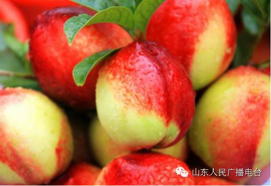 一箱从千里之外送来的油桃