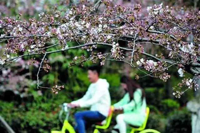 我有一座美丽的海岛,我有一座海岛免费下载