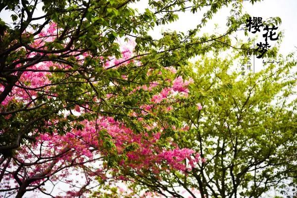 樱花梦日语,永福樱花之旅