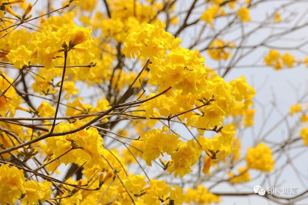 满城尽带黄金甲出处,满城尽带黄金甲