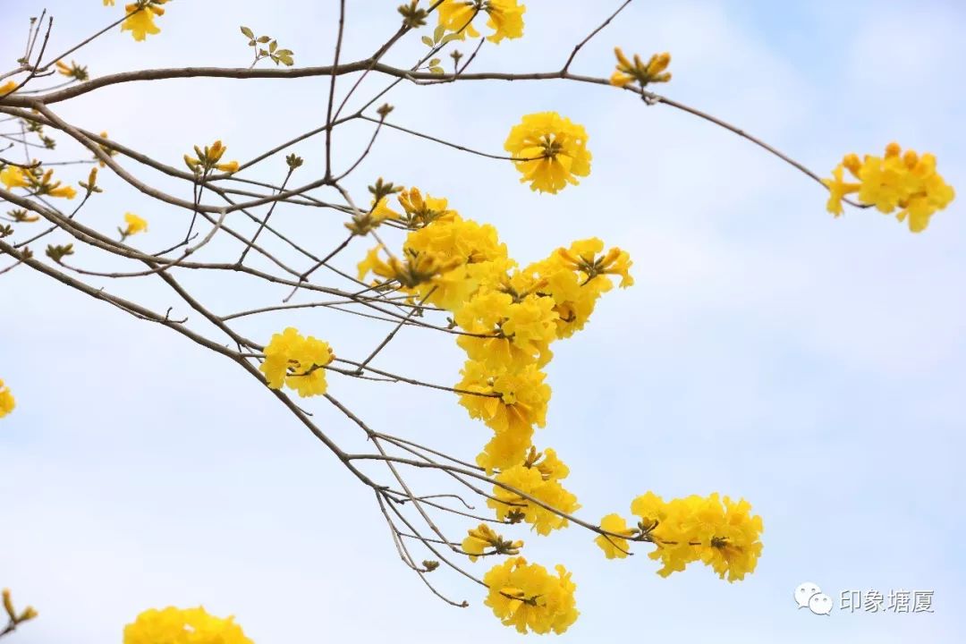 满城尽带黄金甲出处,满城尽带黄金甲