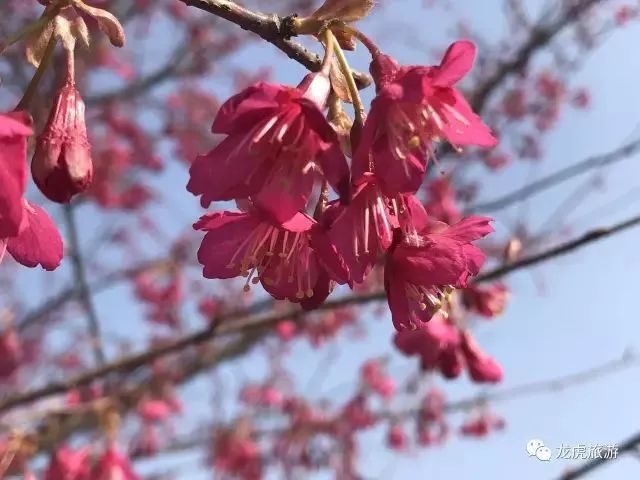 樱花开了！该寻觅浪漫了！请收好这份赏樱地图！