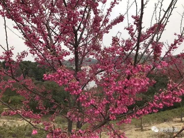 樱花开了！该寻觅浪漫了！请收好这份赏樱地图！