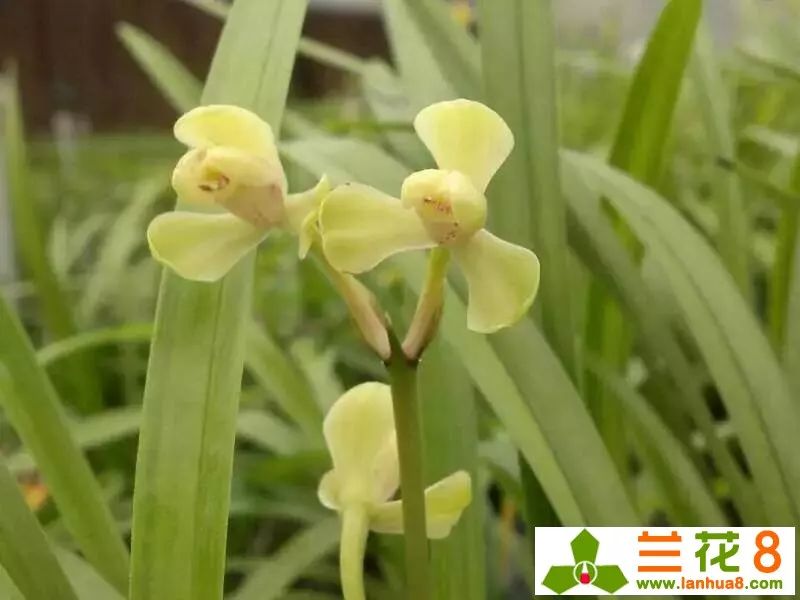 兰花花苞病虫害防治,兰花病虫害防治三种方法