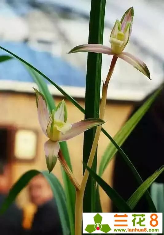 兰花花苞病虫害防治,兰花病虫害防治三种方法