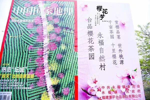 樱花梦日语,永福樱花之旅