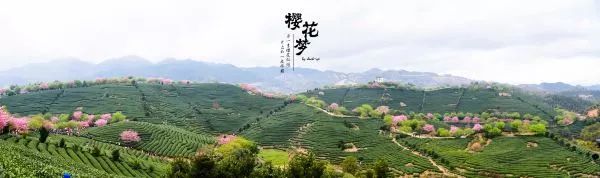 樱花梦日语,永福樱花之旅