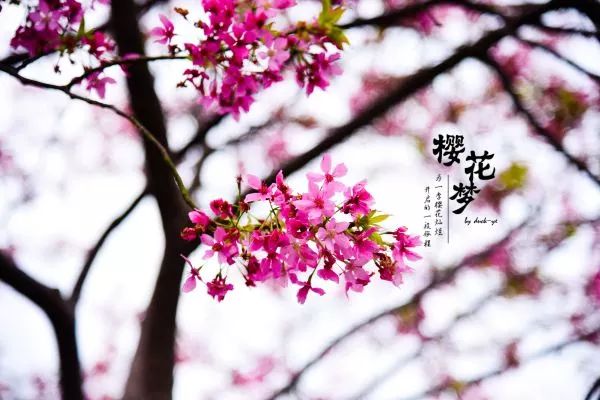 樱花梦日语,永福樱花之旅