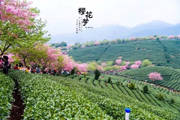 樱花梦日语,永福樱花之旅