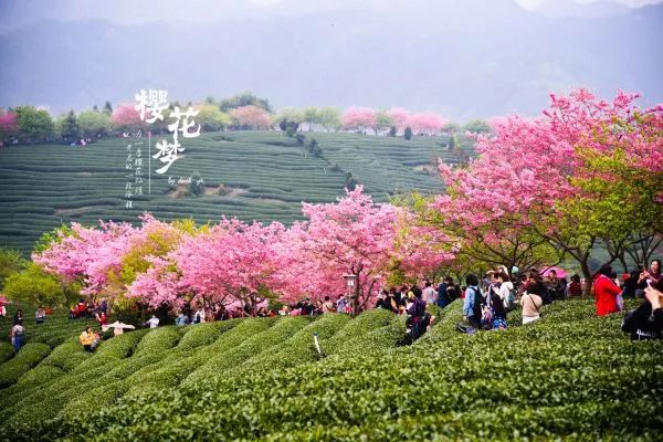 樱花梦日语,永福樱花之旅