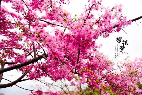 樱花梦日语,永福樱花之旅