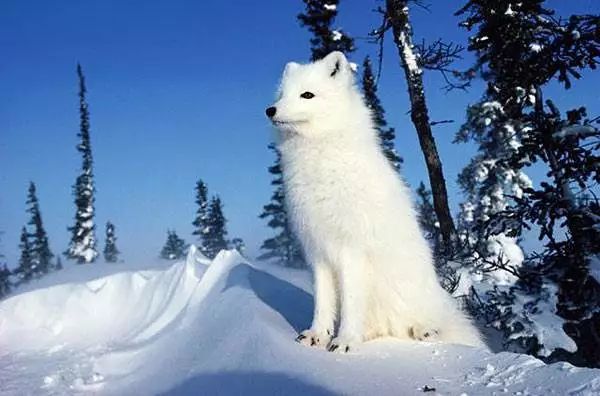 浦江山上野生动物,苏州河巨型北极狐