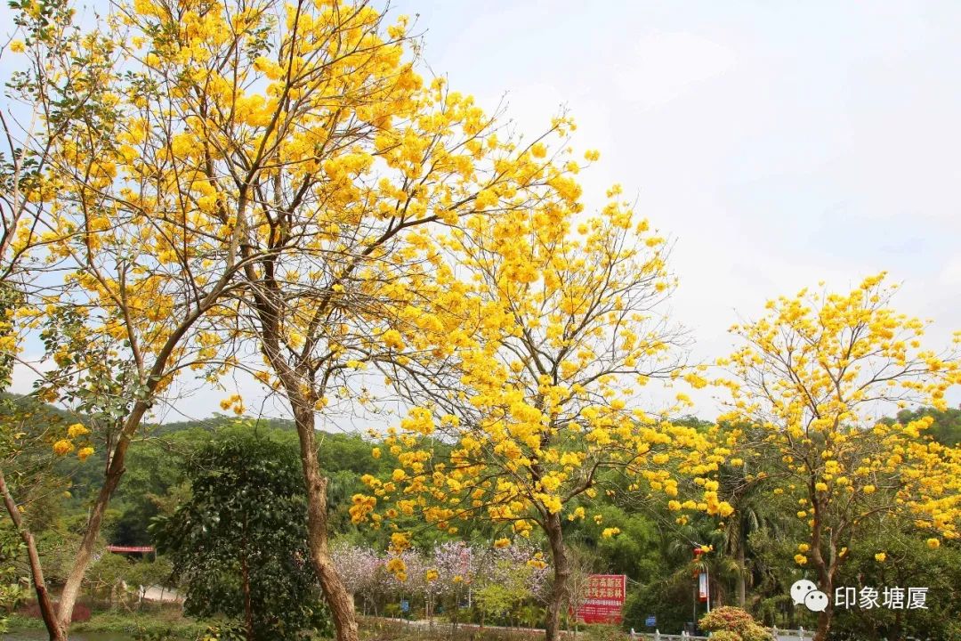 满城尽带黄金甲出处,满城尽带黄金甲