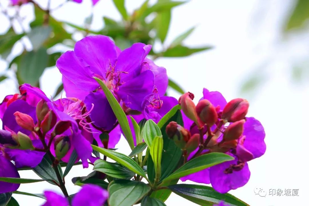 满城尽带黄金甲出处,满城尽带黄金甲